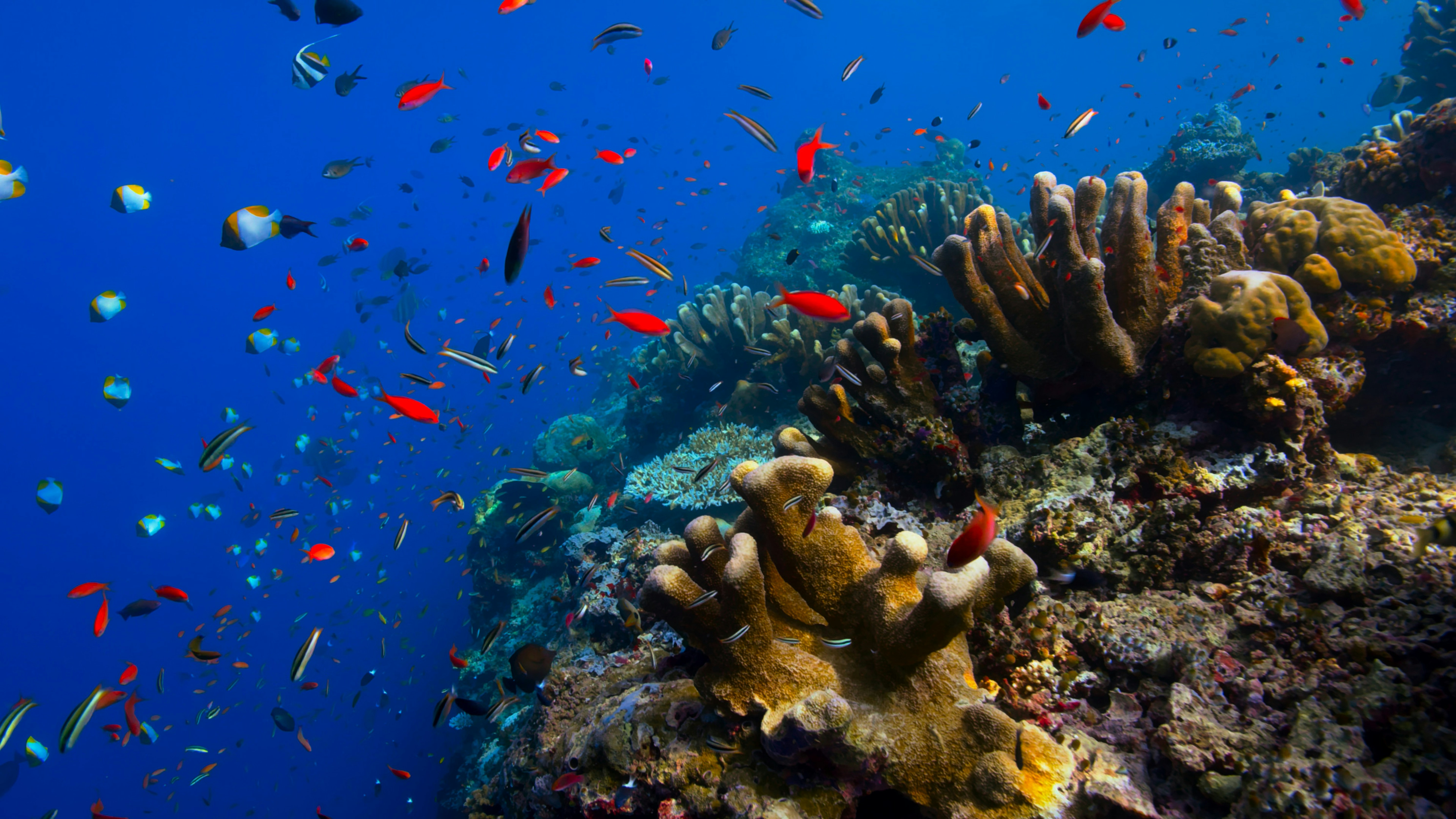 Underwater World